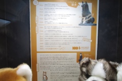 これは「忠犬ハチ公」の歴史年表