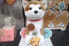 秋田犬「マサル」のお出迎え