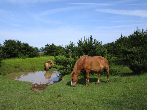 尻屋崎の寒立馬