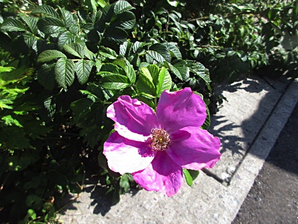 大間崎に咲くハマナスの花