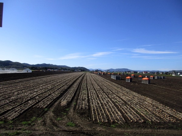 いかにも北海道らしいジャガイモの収穫風景