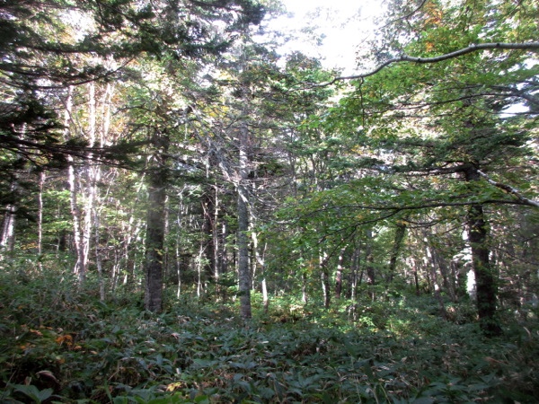 利尻山3合目の樹林