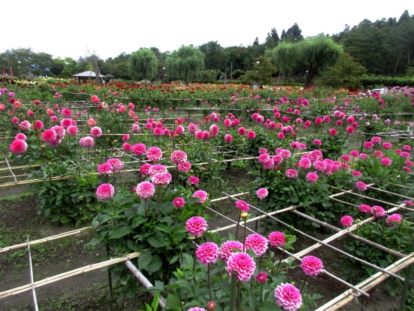 「川西ダリア園」は花盛り。ここには650種10万株のダリアがある