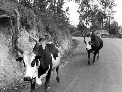 道を行くコブ牛のセブ牛