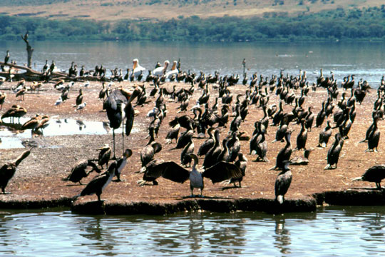 水鳥の楽園、ナクール湖