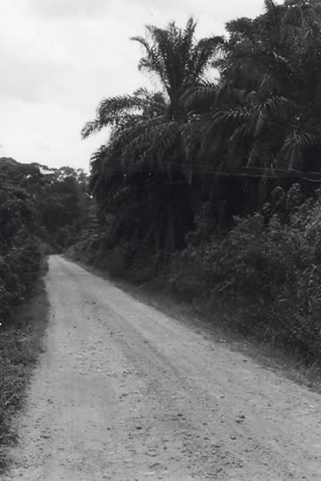ブニアからキサンガニへの道。サバンナ地帯から密林地帯に入っていく
