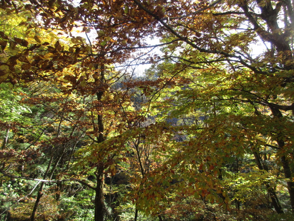 地蔵峠周辺の紅葉