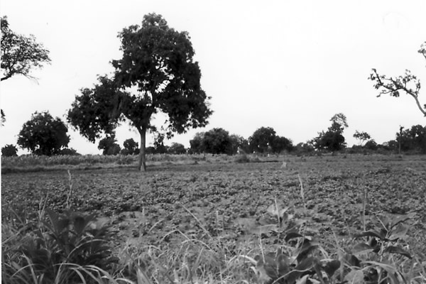 ガンビアに入国。南京豆の畑が広がっている