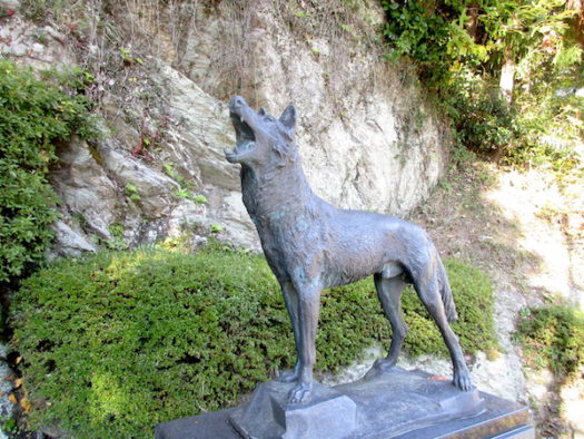 「ニホンオオカミ」像。これは日本で発見された最後のニホンオオカミ