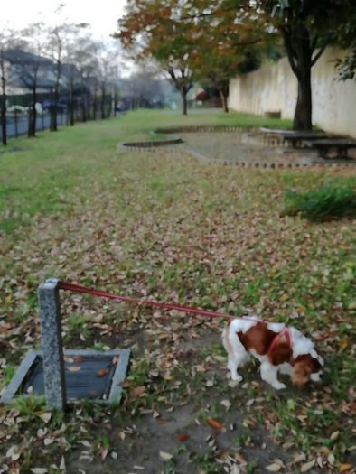 朝一番で愛犬「エリちゃん」のお散歩