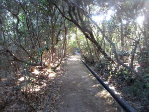 足摺岬の遊歩道を歩く