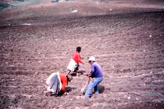アンデス高地でのジャガイモの植え付け（ペルー）