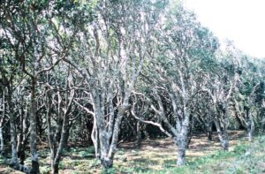 利島の椿林