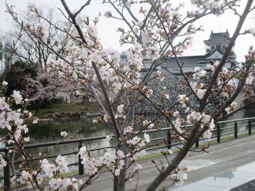 富山城の桜は五分咲き