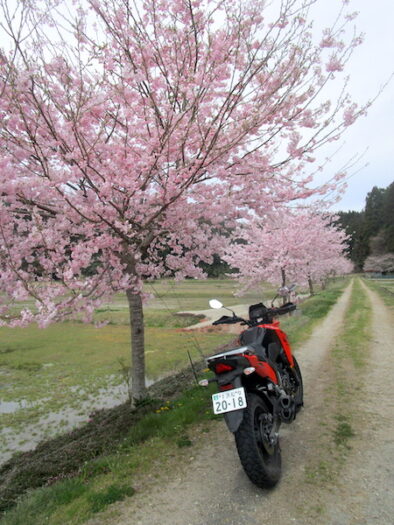 能登島の桜