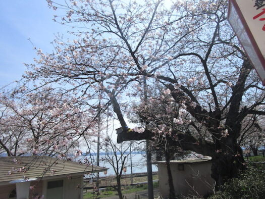 能登鹿島駅の桜