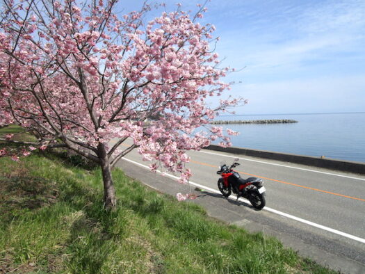 廃線になったのと鉄道の線路跡に咲く桜