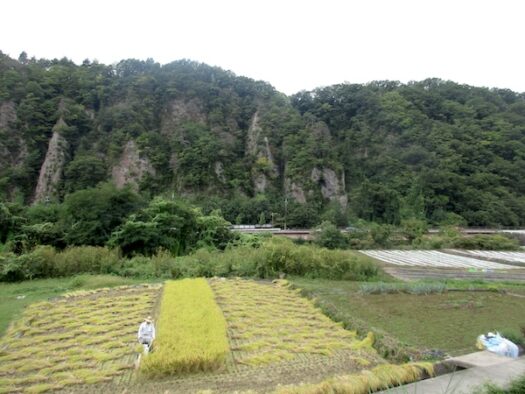 9：59　須玉IC近くの稲刈りの風景（北杜市）