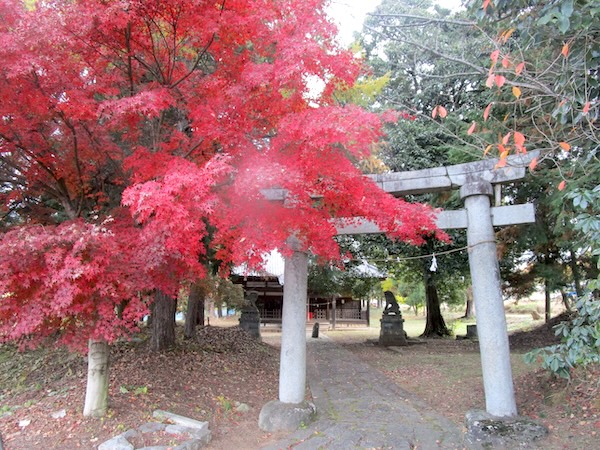 IMG_9657 杵衝神社の紅葉
