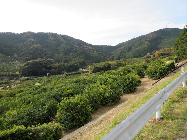 IMG_0039 国道362号沿いにはミカン園がつづく