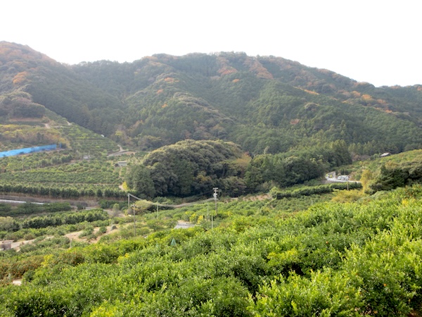 IMG_0040 山の斜面は一面のミカン園