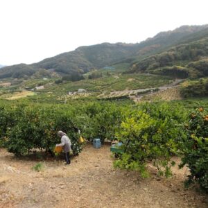 峠近くではミカンの収穫の最中