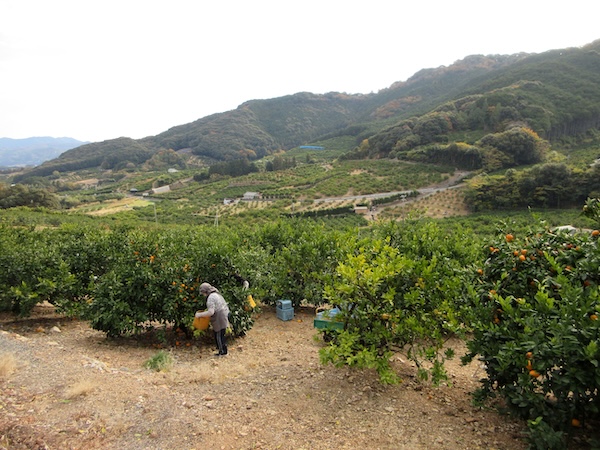 IMG_0042 峠近くではミカンの収穫の最中