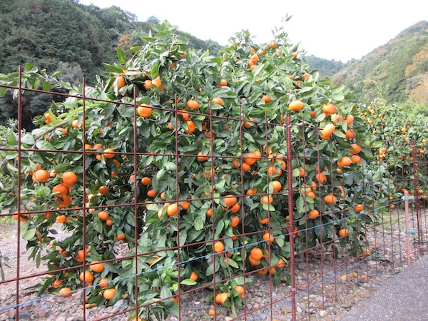 IMG_0046 峠のミカン園。ミカンがたわわに成っている