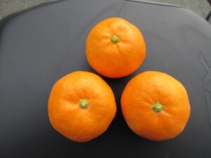 甘い「三ケ日ミカン」を食べる
