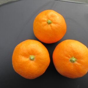 甘い「三ケ日ミカン」を食べる