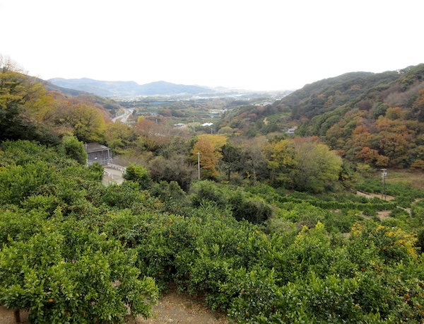 IMG_0074 「三ケ日ミカン」のミカン園