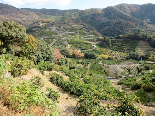 県道308号沿いのミカン園