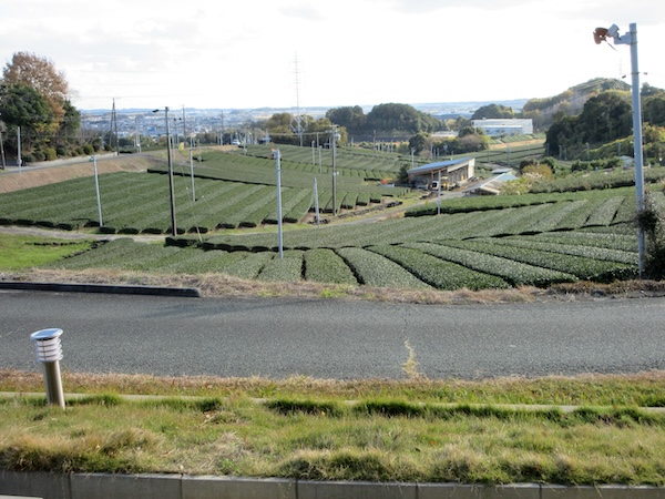 IMG_0165 「バイクの森」から見る森町の茶畑