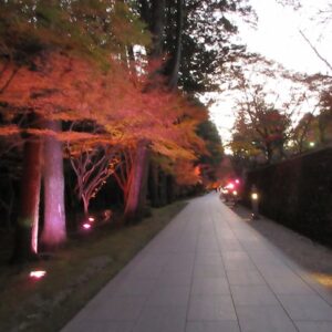 ライトアップされた紅葉