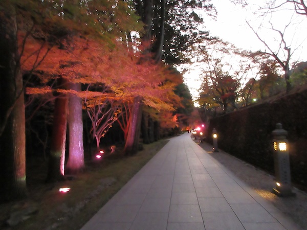 ライトアップされた紅葉