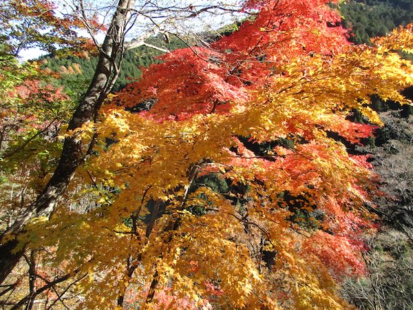 IMG_0904 井川の紅葉