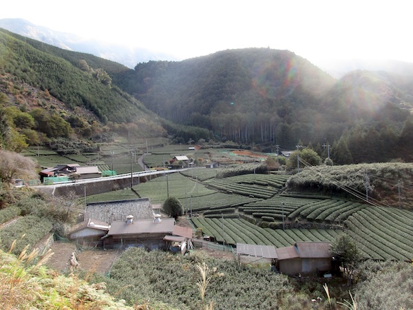 IMG_0916 県道27号沿いの茶畑